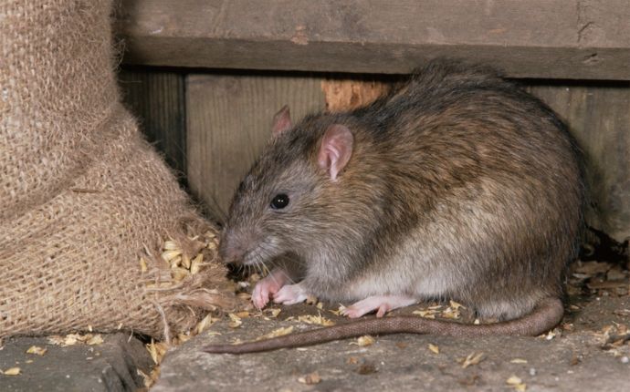 A rat that has chewed through the corner of a grain sack next to a wooden wall