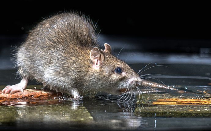 A large brown rat in the sewer