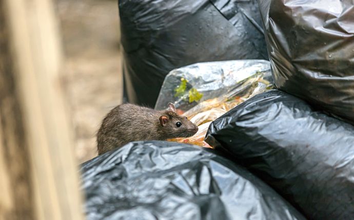 A rat perched on top of a pile of black trash bags containing food waste