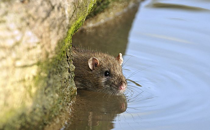 A rat in water, peeking out from behind a mossy rock