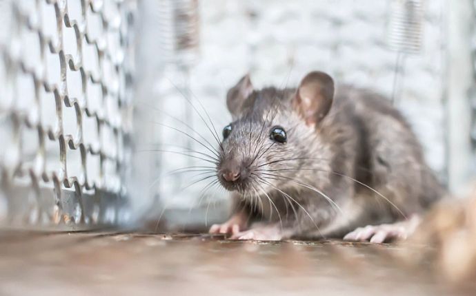 Close-up of a rat in a metal cage trap