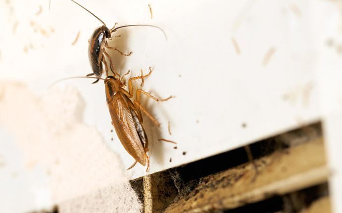 Close-up of two cockroaches on a white wall above a dirty air vent