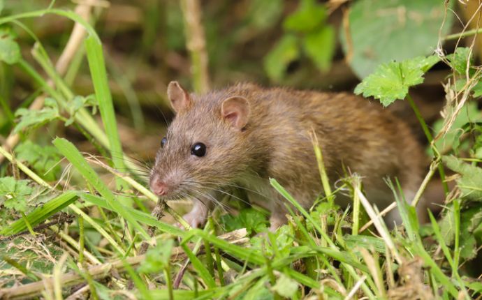 Close-up of a brown rat in green grass