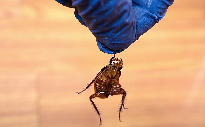 A blue-gloved hand holding a cockroach by the antennae in front of a wooden background