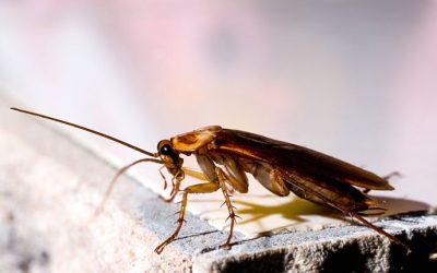 Do Cockroaches Trigger Asthma and Allergies in Columbia Homes?