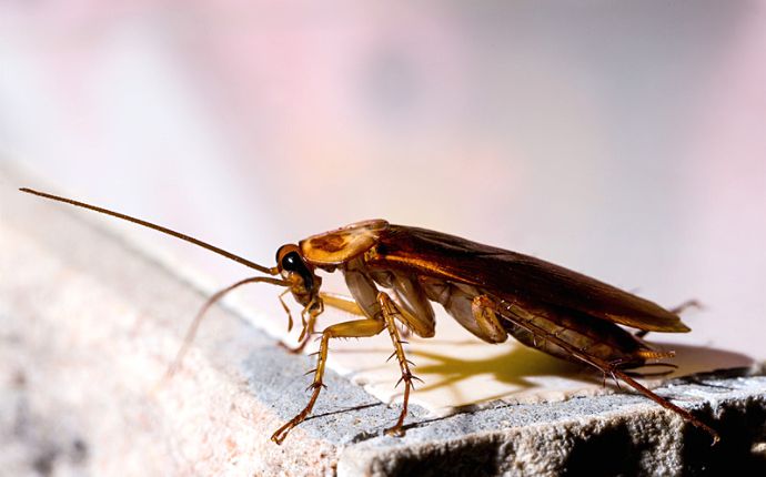 Close-up of an American cockroach on the edge of a kitchen counter