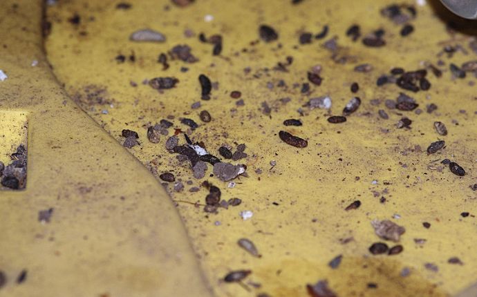 A bunch of rat droppings on dirty yellow flooring