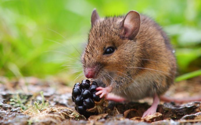Close-up of a mouse on dirt with a blackberry in its paws