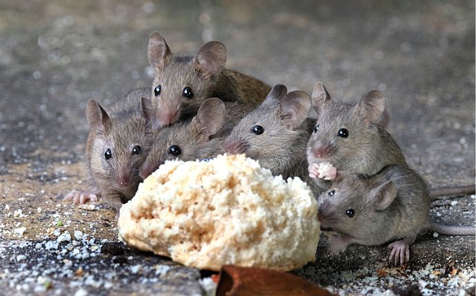 A group of mice eating a piece of leftover bread on the floor