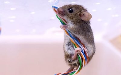 Understanding the Damage Mice Cause in Columbia Homes