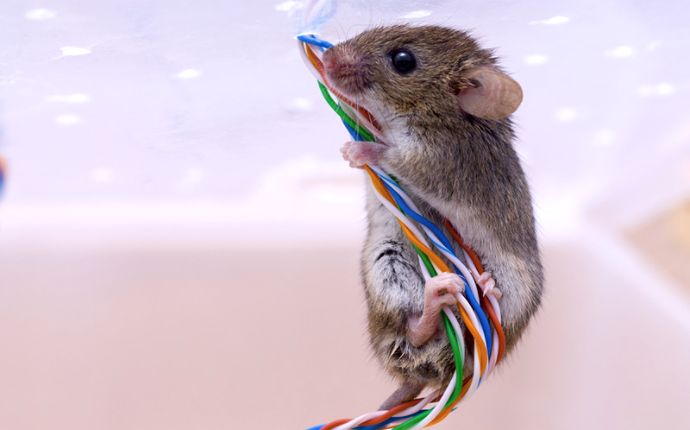 Close-up of a small mouse climbing multicolored electrical wires