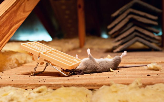A dead mouse in a plastic snap trap in an attic
