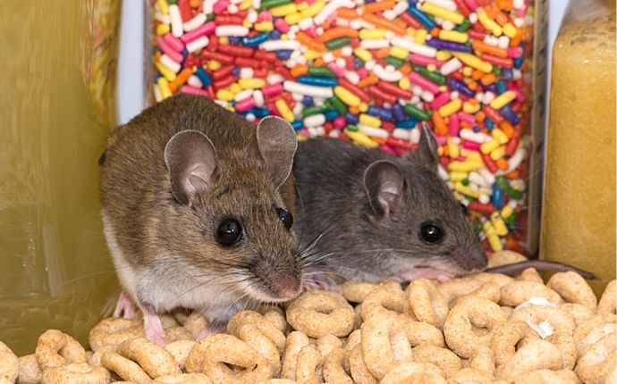 Two mice on top of round oat cereal in front of a container of rainbow sprinkles