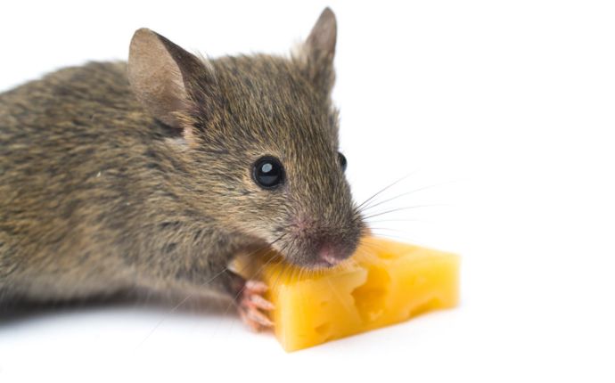 A mouse eating a small piece of cheese isolated on a white background