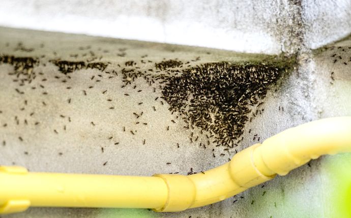 ants swarm a crevice near a yellow pipe