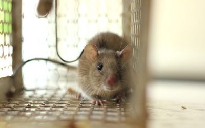 How to Keep Mice Out of Your Baltimore Home