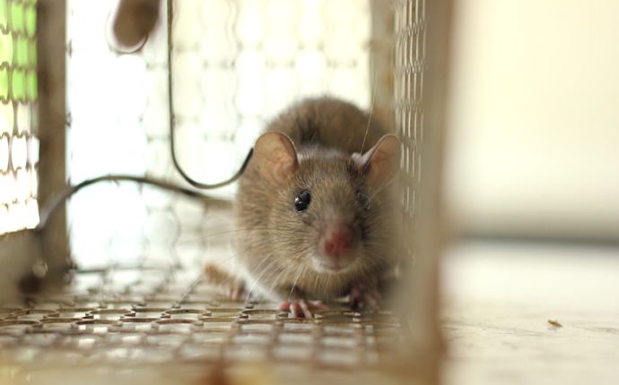 How to Keep Mice Out of Your Baltimore Home