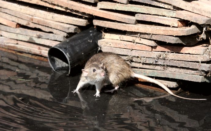 a rat standing in a puddle near a pipe