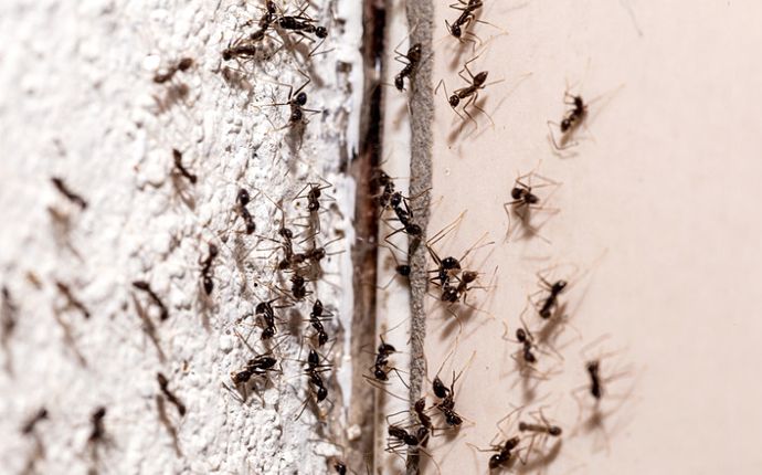 closeup picture of ants crawling on a wall