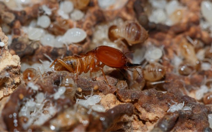 close up of a Termite and white larvae on a termite nest