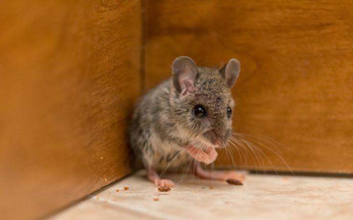 close up of a house mouse at the corner of a room