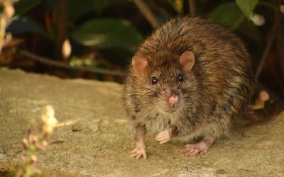 Everyday Things That Attract Rats to Frederick, MD Homes