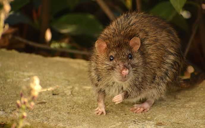 close up of a rat in a residential garden