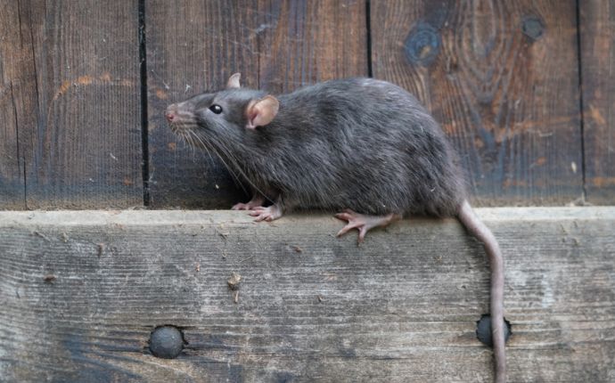 Damage Rats Cause to Baltimore Homes