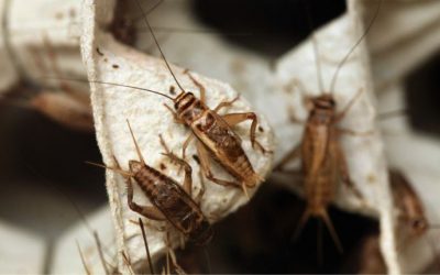 Everything You Need to Know to Keep Crickets Away From Your Baltimore Property