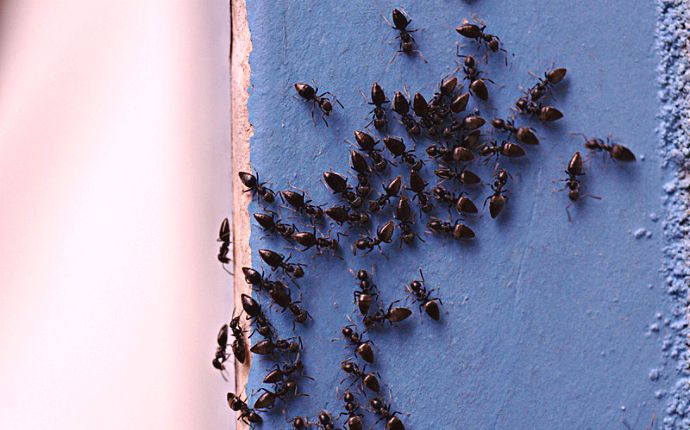 close up of many black ants on the wall