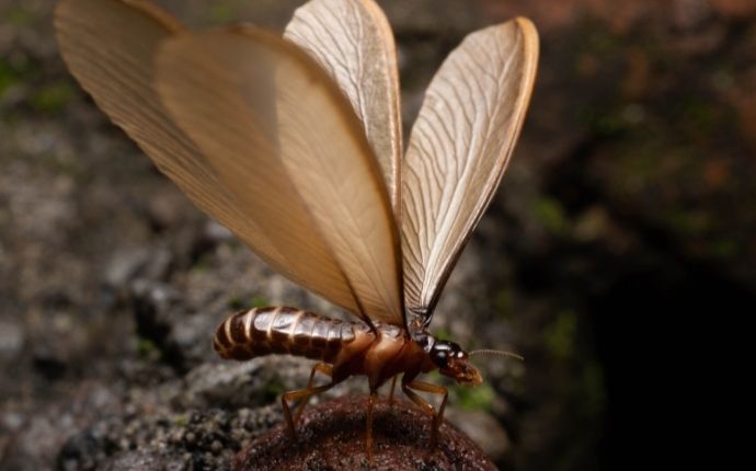 large flying termite up close