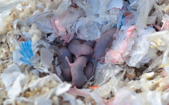 a mouse nest with baby mice