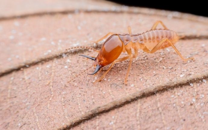 How to Protect Your Frederick, MD, Home From Termite Damage 