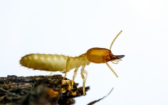 Termite soldier up close white background