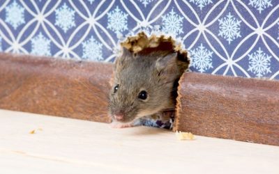 How to Get Mice Out of the Walls of Your Glen Burnie Property