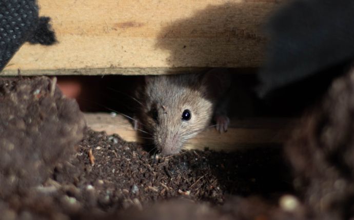 a mouse peeks out between floorboards
