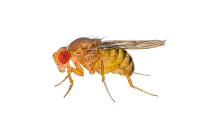 a closeup of a fruit fly
