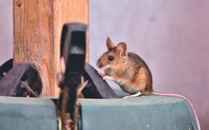 a mouse perches on a surface near a pole