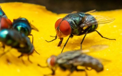 The Key to Keeping Flies Out of Your Columbia Home