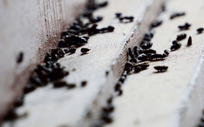 mouse pellets on a wooden surface