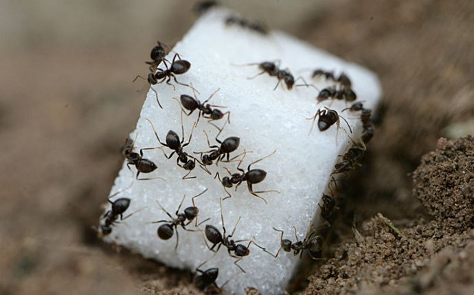 black ants on a sugar cube