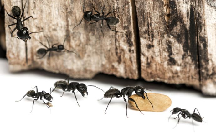 carpenter ants eat some crumbs