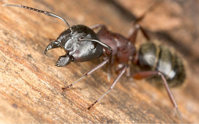 Common Signs of Carpenter Ant Infestations in Frederick Homes
