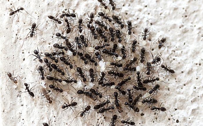 close up of a group of black ants relocating their larvae