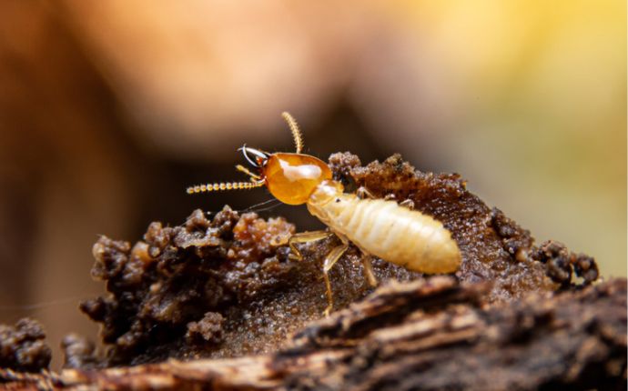 close up of a termite searching for food on the ground