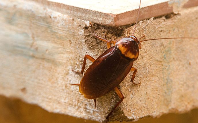 The Cockroach Prevention Guide for Columbia Homeowners