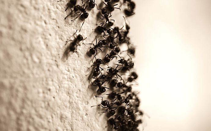 a close up of black carpenter ants