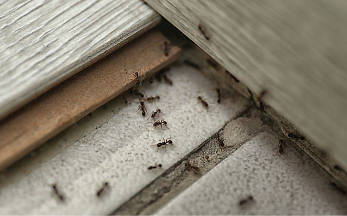 a closeup of small black ants 