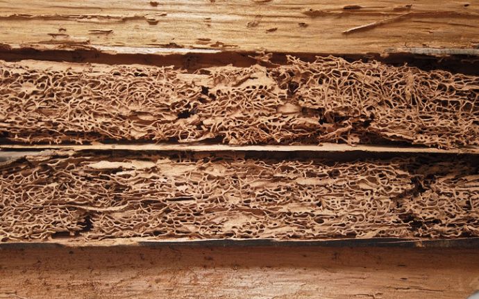 closeup of termite damage on woood