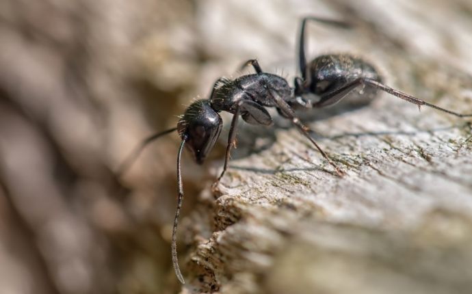 close up of a carpenter nt also known as wood boring ant